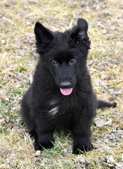 black German Shepherd Pups